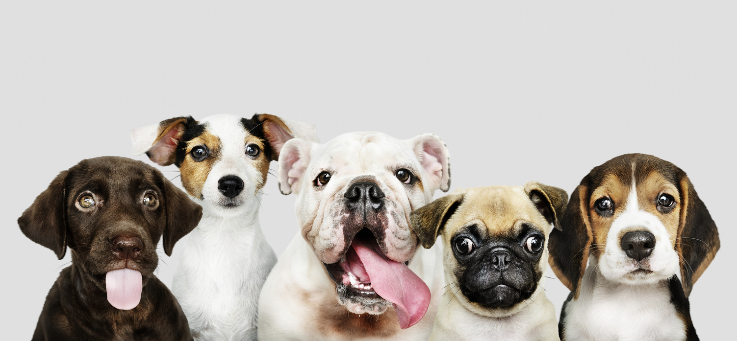 Five puppies of different breeds photographed against a light grey background